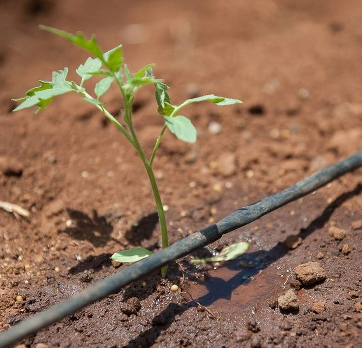 آبیاری قطره ای